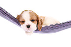 Cavalier King Charles Spaniel Puppy