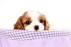 Cavalier King Charles Spaniel Puppy