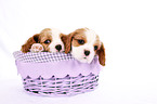 Cavalier King Charles Spaniel Puppies