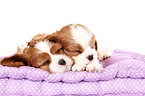 Cavalier King Charles Spaniel Puppies