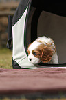 Cavalier King Charles Spaniel Puppy