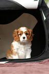 Cavalier King Charles Spaniel Puppy