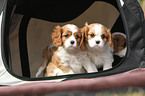 Cavalier King Charles Spaniel Puppies