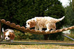 Cavalier King Charles Spaniel Puppies