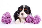 Cavalier King Charles Spaniel Puppy