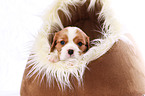 Cavalier King Charles Spaniel Puppy