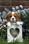 Cavalier King Charles Spaniel Puppy