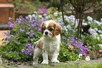 Cavalier King Charles Spaniel Puppy