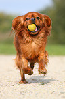 playing Cavalier King Charles Spaniel