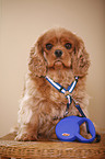 Cavalier King Charles Spaniel