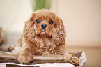 Cavalier King Charles Spaniel