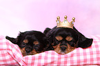 Cavalier King Charles Spaniel Puppies