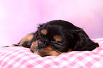 Cavalier King Charles Spaniel Puppy