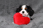 Cavalier King Charles Spaniel Puppy