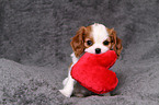 Cavalier King Charles Spaniel Puppy