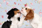 Cavalier King Charles Spaniel Puppies