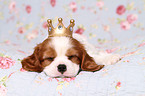 Cavalier King Charles Spaniel Puppy