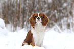 sitting Cavalier King Charles Spaniel