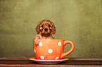 Cavalier King Charles Spaniel puppy