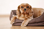 Cavalier King Charles Spaniel