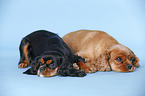 Cavalier King Charles Spaniels