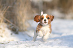 Cavalier King Charles Spaniel Puppy