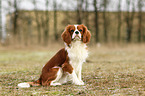 sitting Cavalier King Charles Spaniel