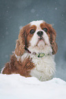 sitting Cavalier King Charles Spaniel