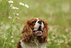 Cavalier King Charles Spaniel Portrait