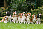 8 Cavalier King Charles Spaniel
