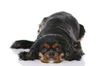 lying Cavalier King Charles Spaniel