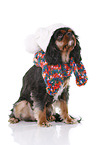 Cavalier King Charles Spaniel with beanie