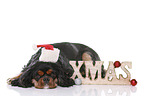 lying Cavalier King Charles Spaniel