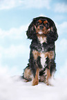 sitting Cavalier King Charles Spaniel