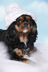 Cavalier King Charles Spaniel with beanie