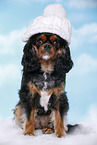 Cavalier King Charles Spaniel with beanie