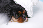 Cavalier King Charles Spaniel with beanie