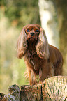 Cavalier King Charles Spaniel