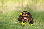 lying Cavalier King Charles Spaniel