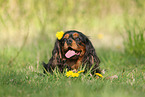 lying Cavalier King Charles Spaniel