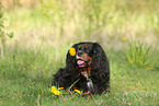 lying Cavalier King Charles Spaniel