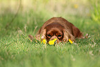 lying Cavalier King Charles Spaniel