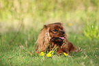 lying Cavalier King Charles Spaniel