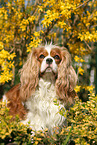 Cavalier King Charles Spaniel Portrait