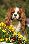 Cavalier King Charles Spaniel