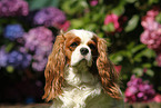 Cavalier King Charles Spaniel Portrait