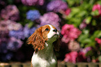 young Cavalier King Charles Spaniel