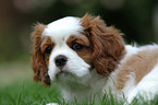 Cavalier King Charles Spaniel Puppy