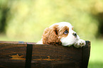 Cavalier King Charles Spaniel Puppy