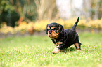 Cavalier King Charles Spaniel Puppy